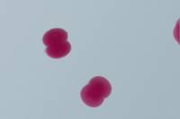 Oursin - embryologie - stade 2 cellules x100